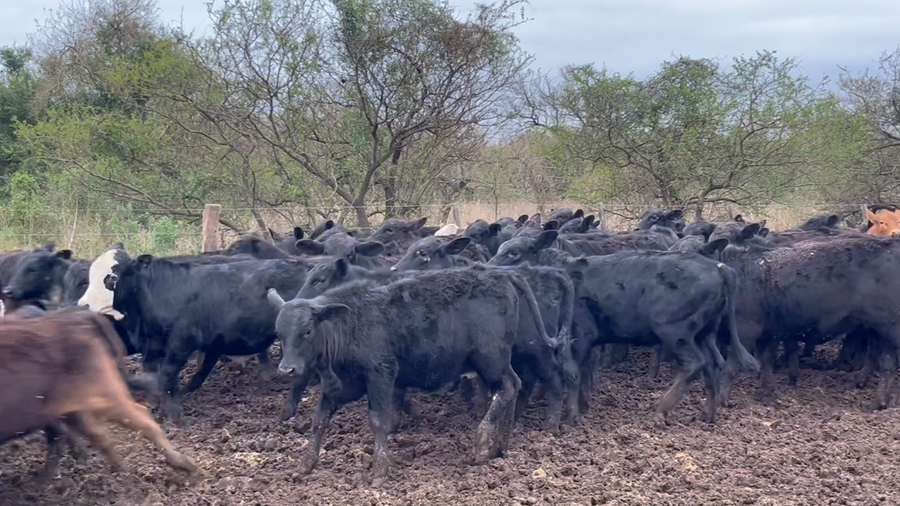 Lote 110 Terneras