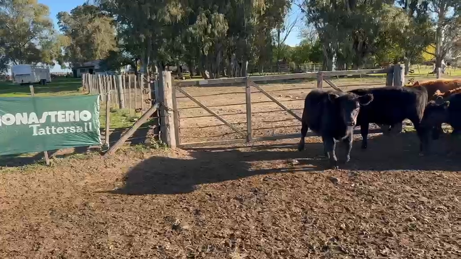 Lote 65 Terneros en Azul