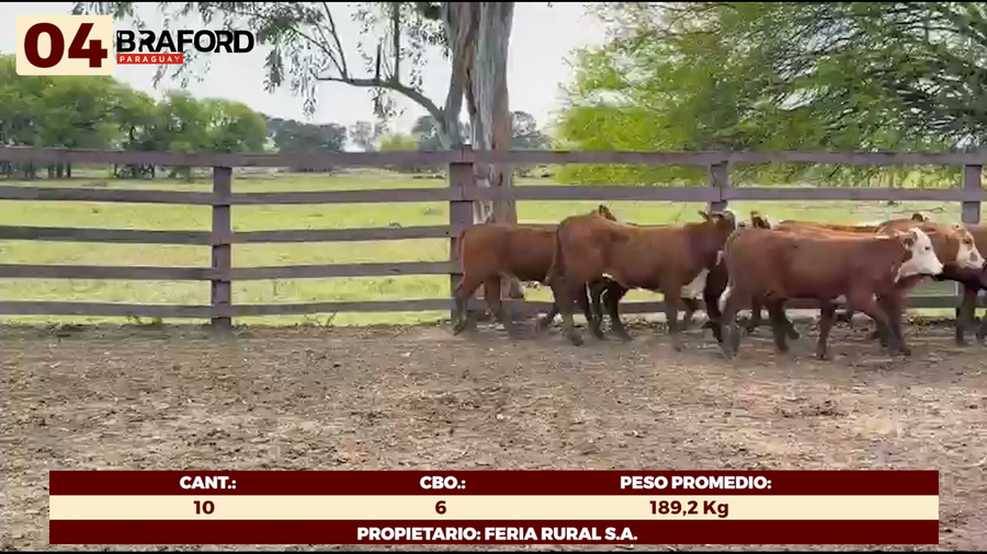 Lote LOTE 4 - HEMBRAS TIPO BRAFORD