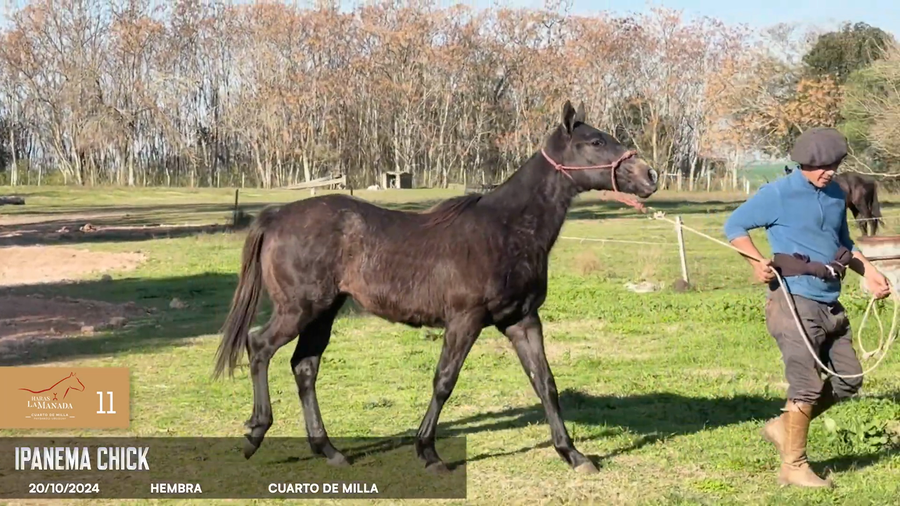 Lote Ipanema Chick