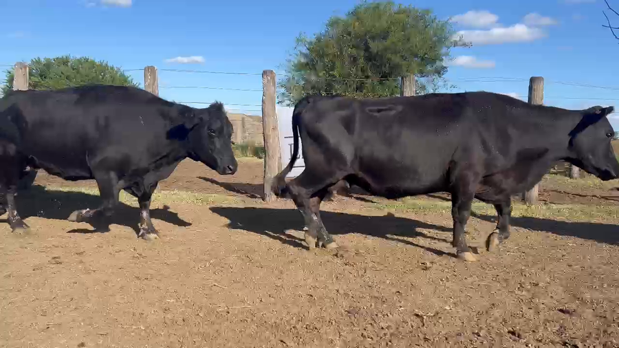 Lote 70 Vacas nuevas C/ gtia de preñez en Santa Anita - Entre Rios