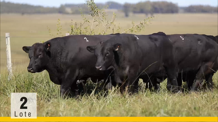 Lote (Vendido)Toros a remate en Subasta Toros de La Competencia, Montevideo