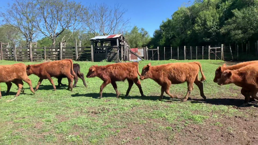 Lote 106 Terneros en Tacuarembó, Paso del Cerro
