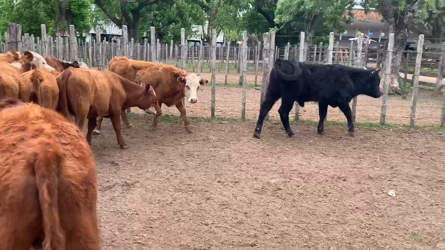 Lote 60 Novillos 1 a 2 años en Melo, Cerro Largo