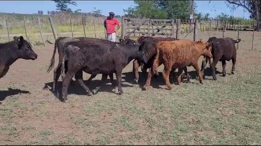 Lote 36 Terneras en Trenque Lauquen, Buenos Aires