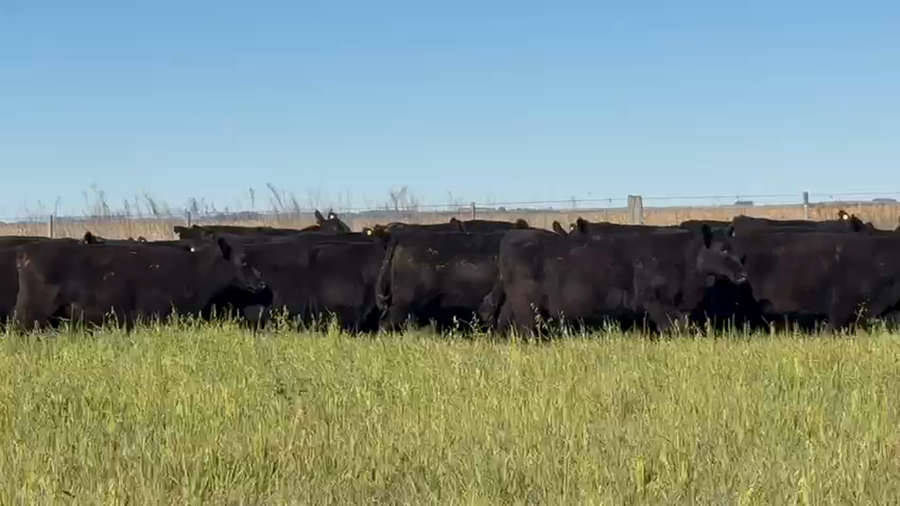 Lote 65 Vaquillonas