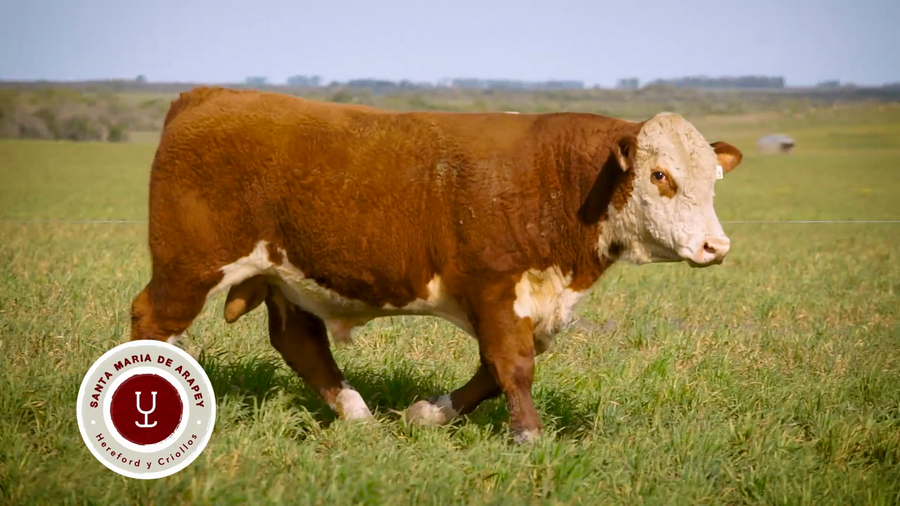 Lote TOROS SANTA MARIA DE ARAPEY