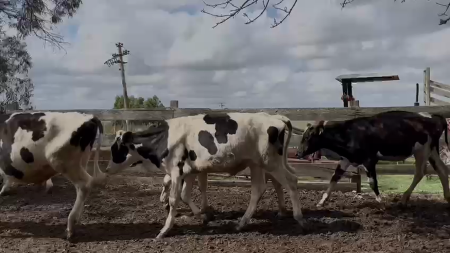 Lote NOVILLOS 1 a 2 AÑOS