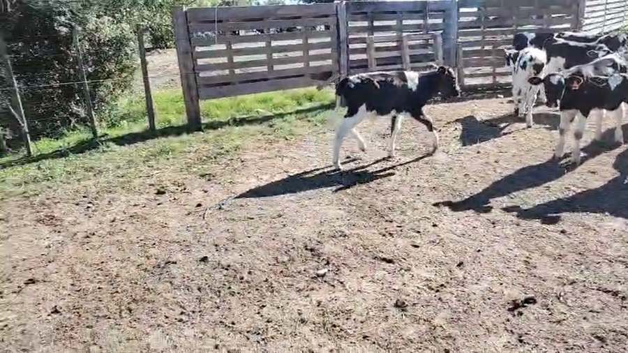 Lote 20 Terneros a remate en Pantalla Camy, San José