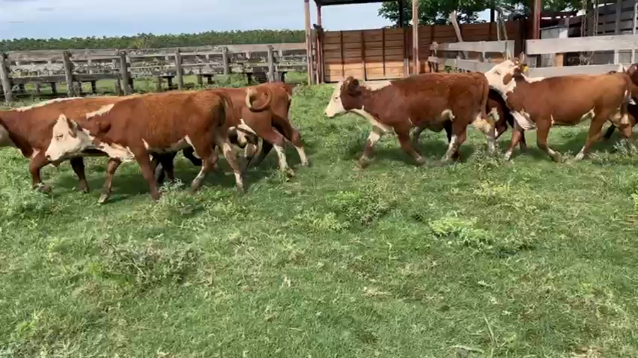 Lote 125 Terneros/as