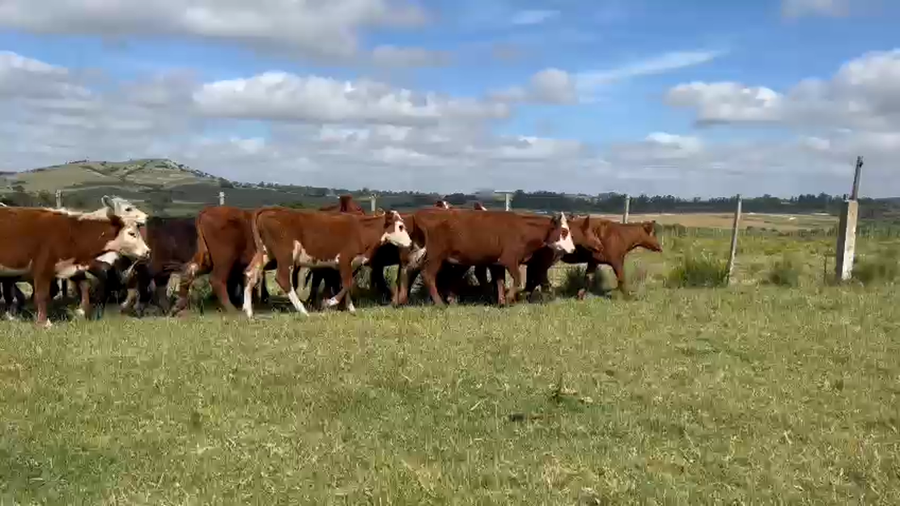 Lote Terneros y Terneras
