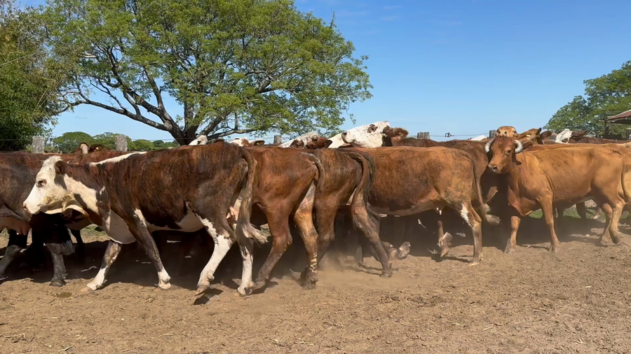 Lote 30 Vacas CUT preñadas