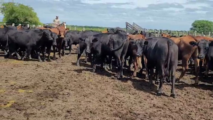 Lote 55 Novillos en Villaguay, Entre Ríos