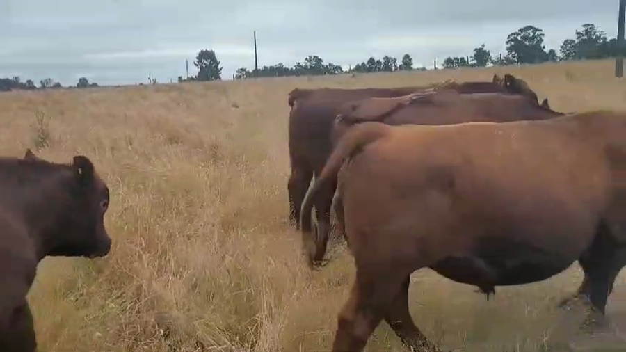 Imagen 2 del Lote Lote 50 Novillo Engorda en Fresia, X Región Los Lagos