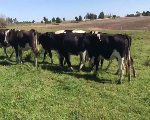 Lote (Vendido)7 Vacas de Invernada Ho a remate en 1º Remate Virtual 500kg -  en Juan Soler