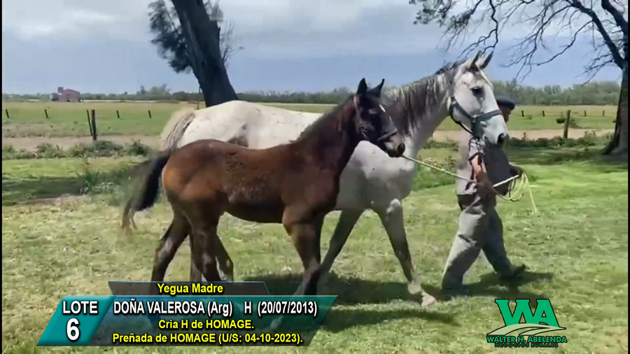 Lote DOÑA VALEROSA (Arg)