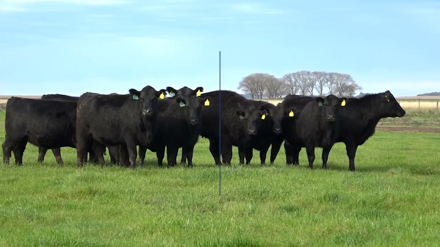 Lote VAQUILLONAS MaS