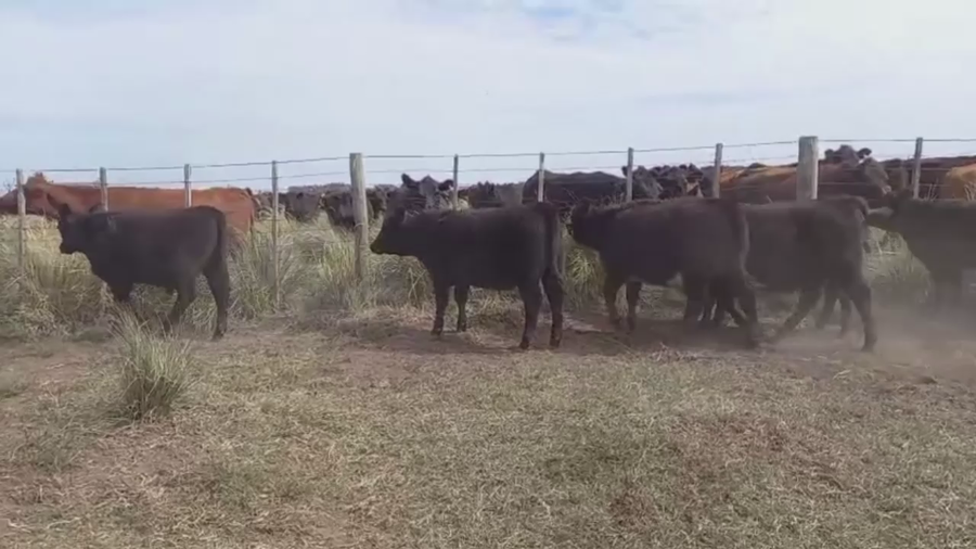 Lote 70 TERNS MACHOS Y HEMBRAS, LAPRIDA, PCIA. DE BS. AS.