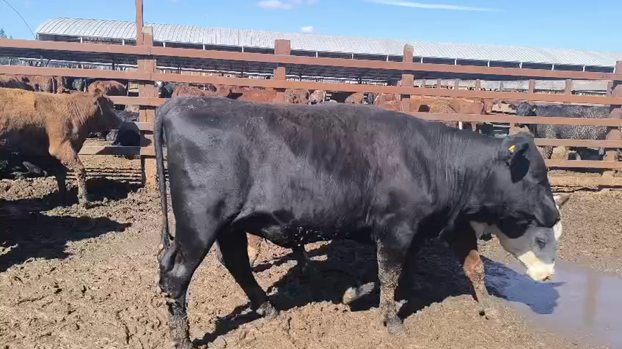 Lote 45 Vaquilla Gorda en Los Ángeles, VIII Región Biobío