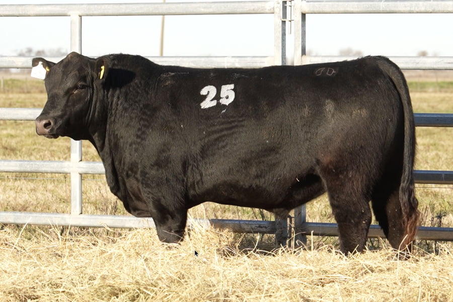 Lote TOROS ANGUS PUROS CONTROLADOS