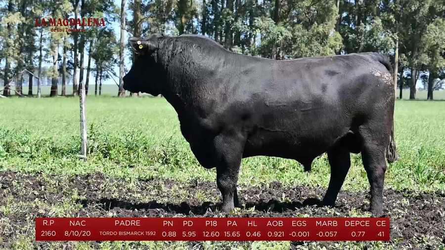 Lote Toros a remate en La Magdalena y San Carlos, Artigas