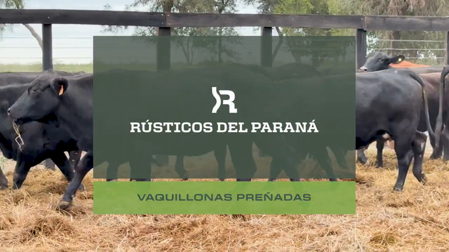 Lote VAQ. PREÑADAS GENERALES