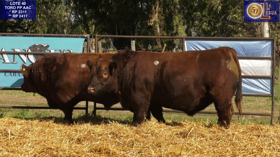 Lote TOROS ANGUS PP