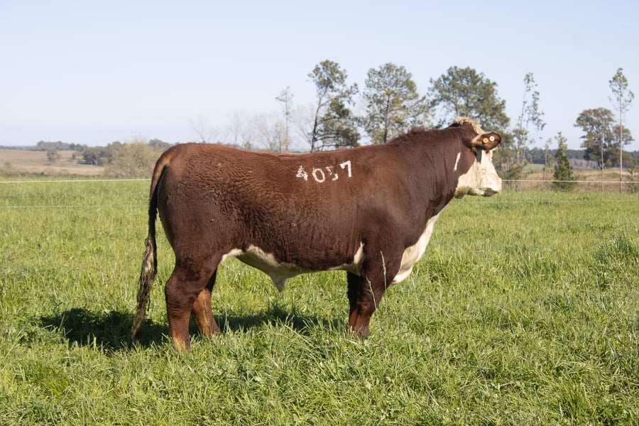 Lote 11