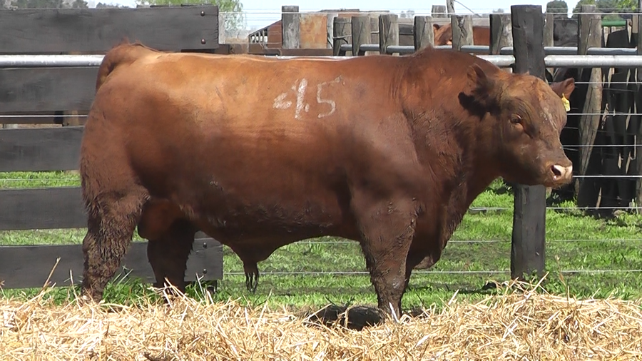 Lote TOROS ANGUS PURO CONTROLADO