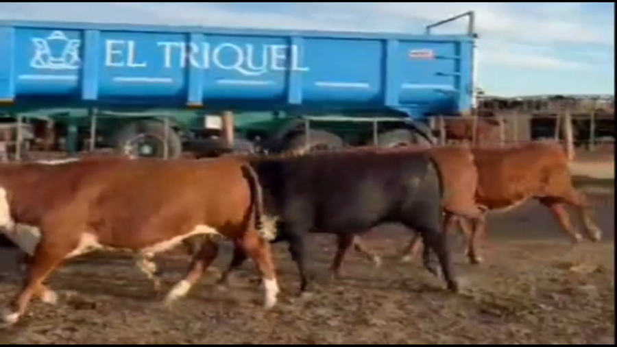 Lote 60 Novillitos y vaquillonas