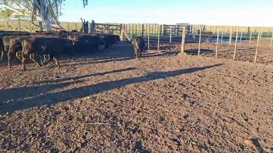 Lote 65 Terneros