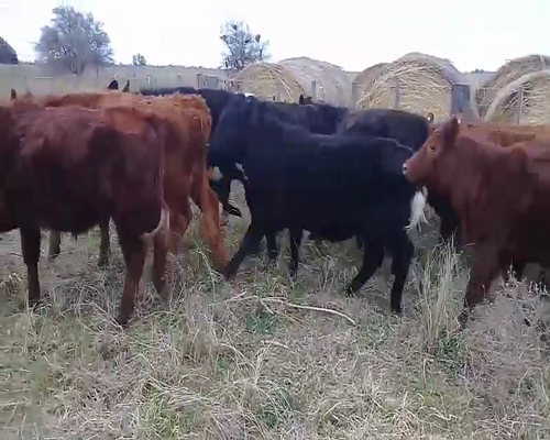 Lote 10 Novillitos y vaquillonas en Benito Juárez, Buenos Aires