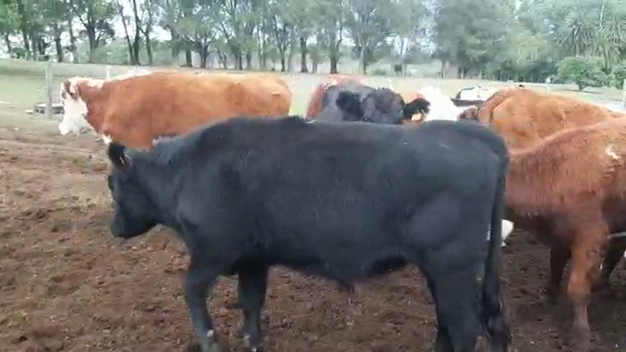 Lote 18 novillos angus y hereford
