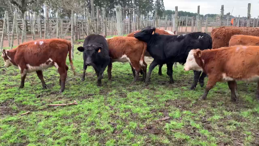 Lote 24 Terneras en Melo, Cerro Largo