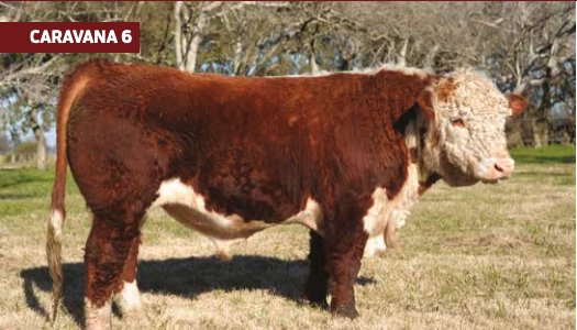 Lote LA LUCHA 2246 VICTOR T719