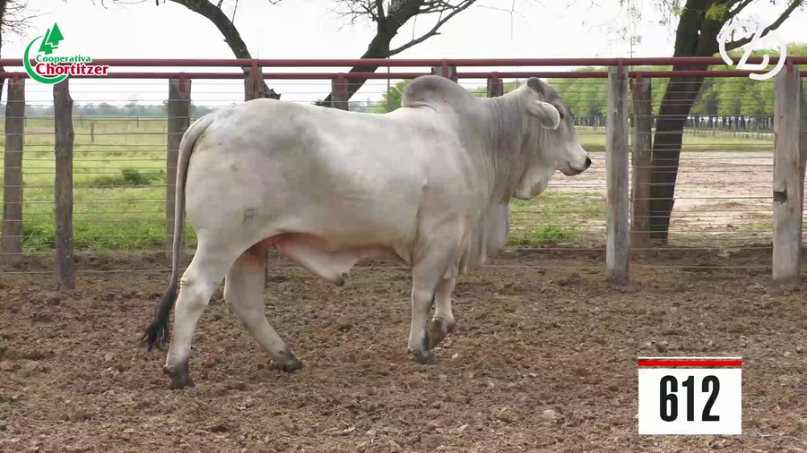 Lote Brahman
