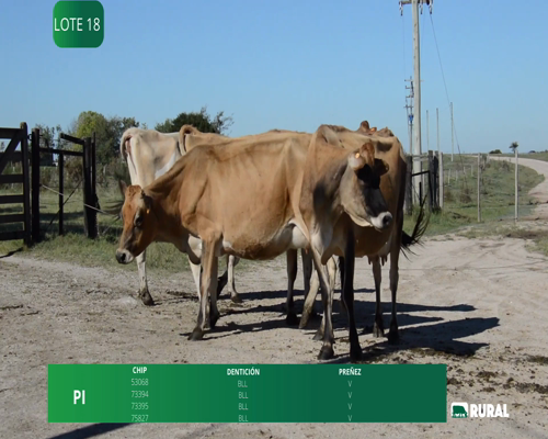Lote VACAS  EN PRODUCCIÓN