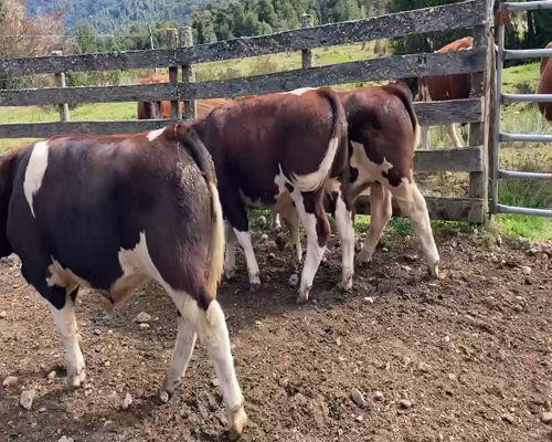 Lote 28 Ternero en Cisnes, XI Región Aysén