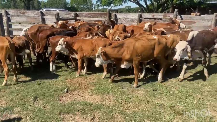Lote 40 Terneros/as en Corrientes, Saladas