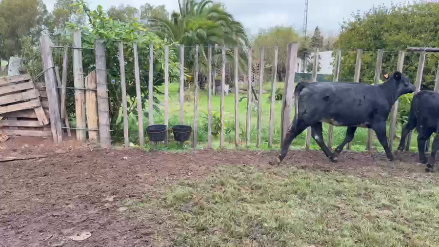 Lote TERNERAS