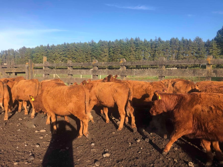 Lote 37 Vaquilla Engorda en Frutillar, X Región Los Lagos