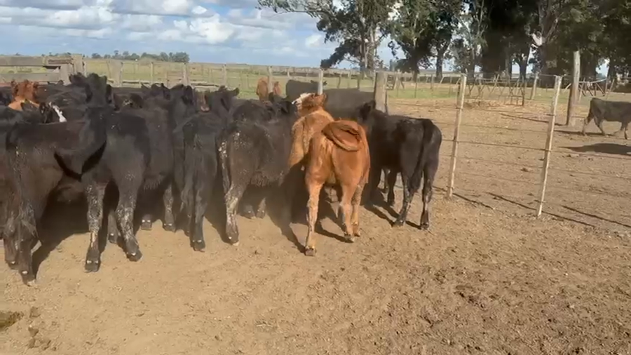 Lote 70 Terneras en Azul