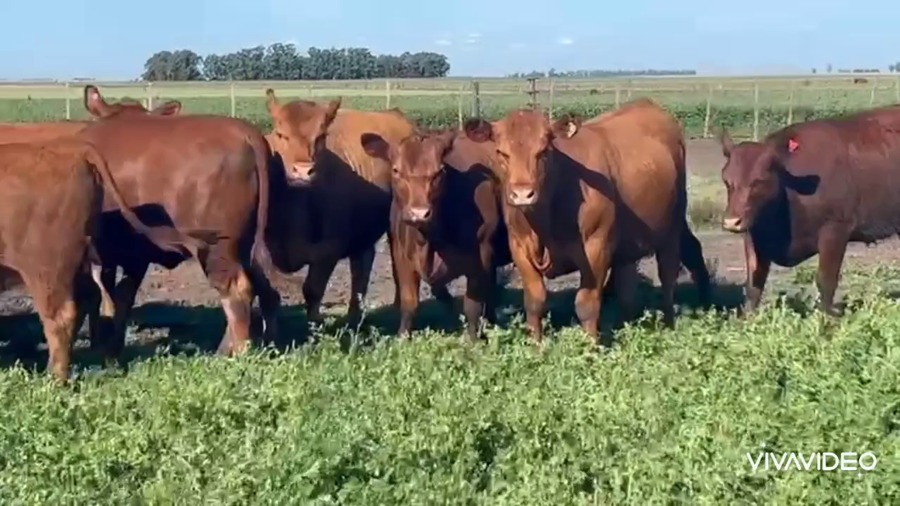 Lote 9 VAQ PC P/ENTORAR