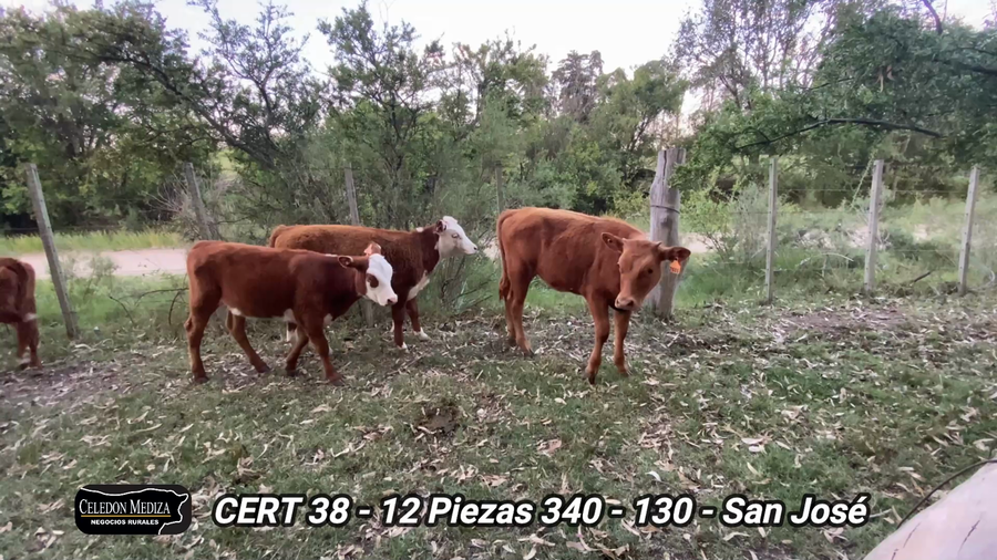 Lote 12 Piezas de cría en San José , San José