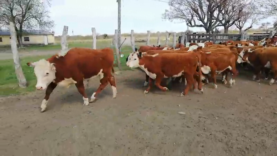 Lote 70 Terneros en Federal, Entre Ríos