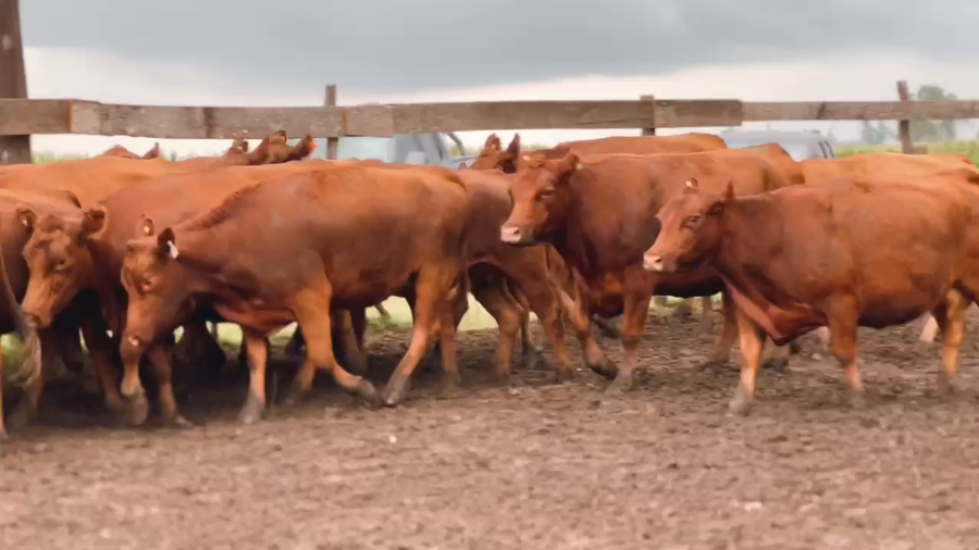 Lote 40 Vacas nuevas C/ gtia de preñez