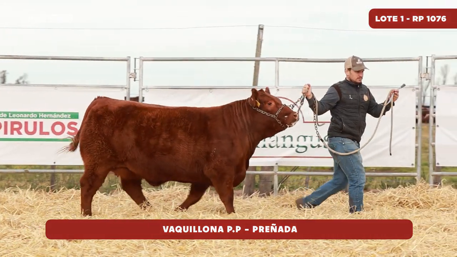 Lote VAQUILLONA PURA DE PEDIGREE - 2 años - preñada por Ingenio - parición enero