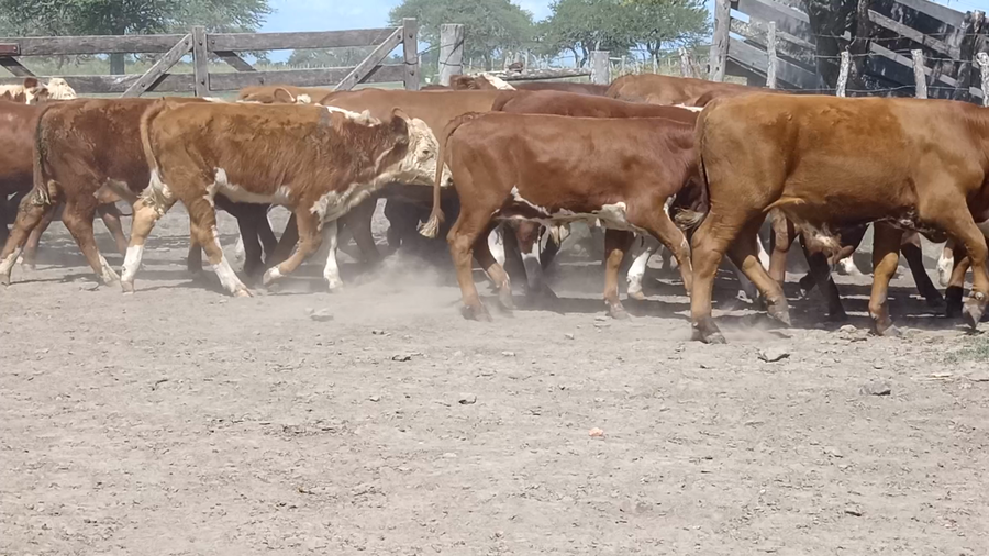 Lote 63 Terneros