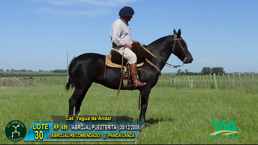 Lote ABROJAL PUESTERITA
