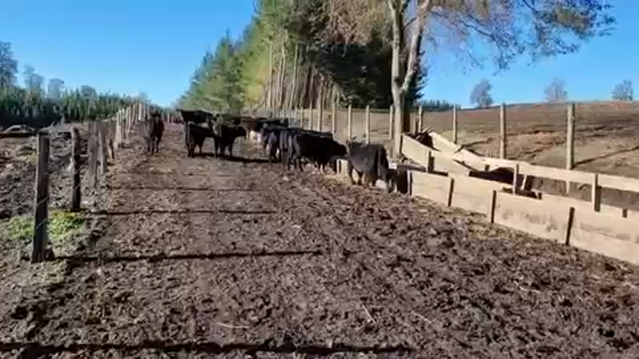 Lote 25 Ternero en Tucapel, VIII Región Biobío